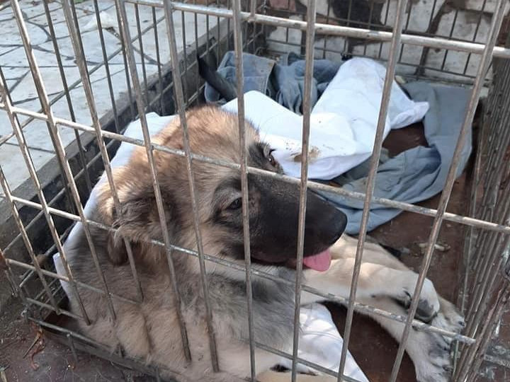 В Бердянске мужчина выбросил собаку с моста на железную дорогу: полиция открыла уголовное дело