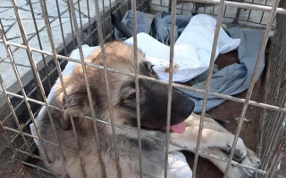 В Бердянске мужчина выбросил собаку с моста на железную дорогу: полиция открыла уголовное дело