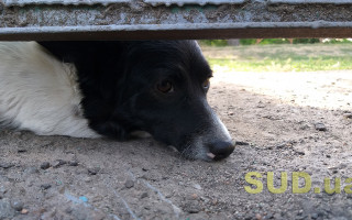 В Киеве неадекват пытался повесить собаку на глазах у прохожих: фото