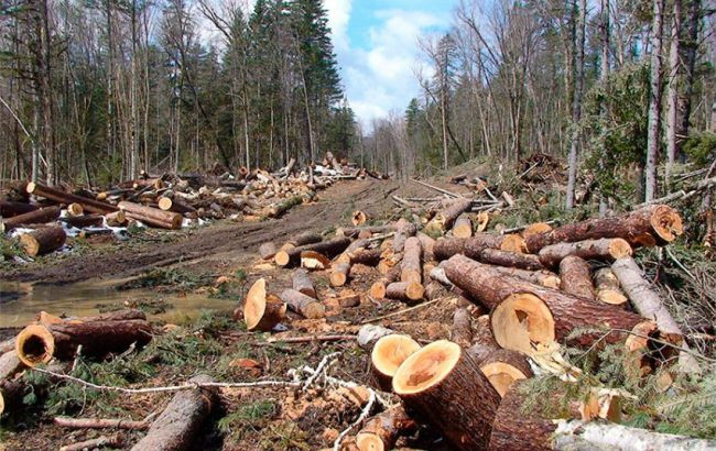 Незаконна вирубка лісу в Нацпарку «Гуцульщина» — суд стягнув 520 тис. грн