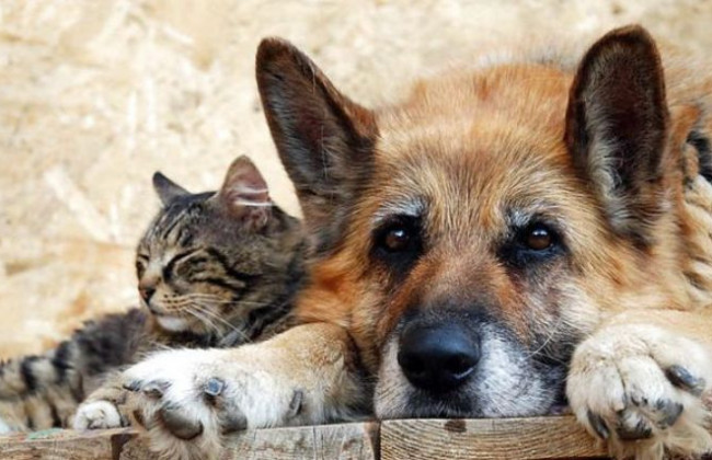 Жорстокість з тваринами: що чекає живодерів