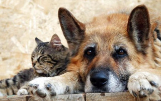 Жорстокість з тваринами: що чекає живодерів