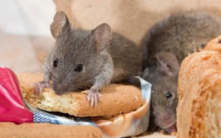 В одному з супермаркетів Києва на прилавку бігав пацюк: відео