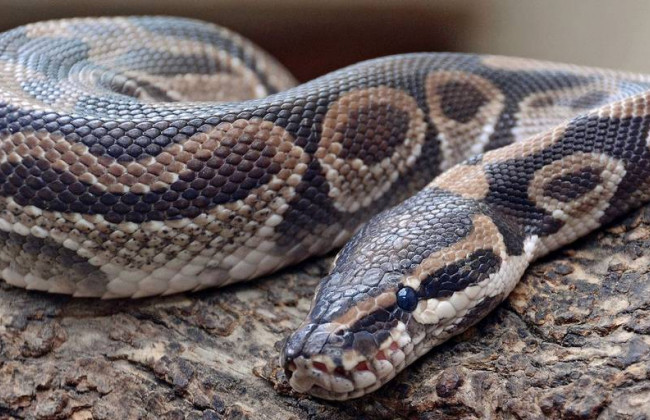 Минюст раздает бесплатно конфискованных питонов