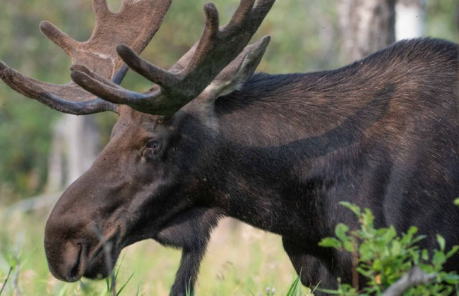 В Киеве лось погиб под колесами авто: он был местной «звездой»