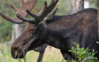 В Киеве лось погиб под колесами авто: он был местной «звездой»