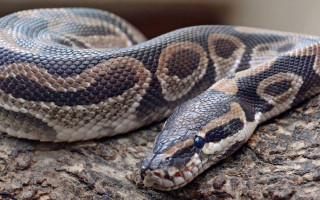 Минюст раздает бесплатно конфискованных питонов