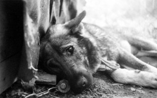 У Кривому Розі судитимуть копа-шкуродера, який покалічив собаку