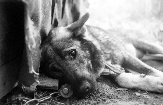 У Кривому Розі судитимуть копа-шкуродера, який покалічив собаку