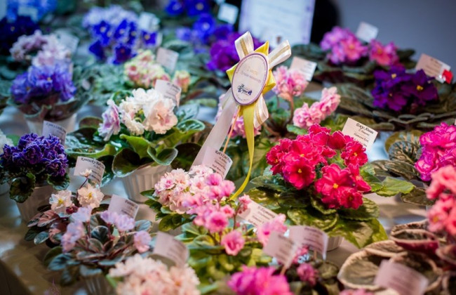 Киевлян приглашают посетить выставку фиалок