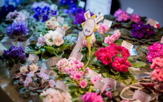 Киевлян приглашают посетить выставку фиалок