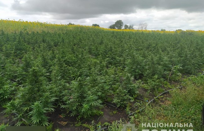 В Сумской области полиция обнаружила плантацию конопли стоимостью 7 млн грн, фото