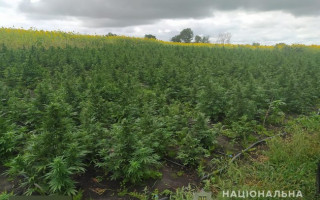 В Сумской области полиция обнаружила плантацию конопли стоимостью 7 млн грн, фото