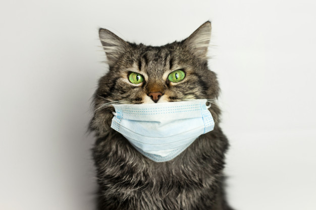 Вчені розповіли, як коти зможуть допомогти у лікуванні COVID-19