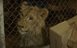 Под Киевом фермер поселил в коровнике хищника: подробности