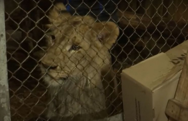 Под Киевом фермер поселил в коровнике хищника: подробности