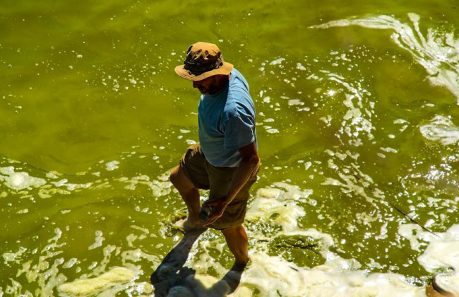 Под Одессой озеро зацвело ядовитыми водорослями