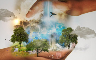 Рада прийняла за основу законопроект щодо захисту лісів