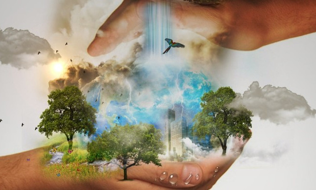 Рада прийняла за основу законопроект щодо захисту лісів