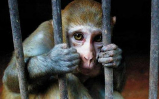 Проведення експериментів над тваринами: зоозахисники закликають нардепів відхилити законопроект