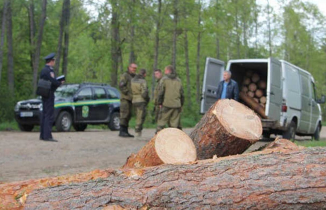 У Києві судитимуть «чорних лісорубів»