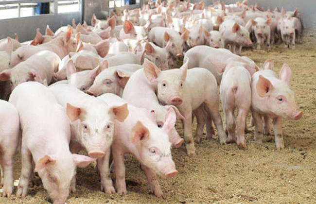 На Київщині заблокували роботу свиноферми, яка отруювала людей