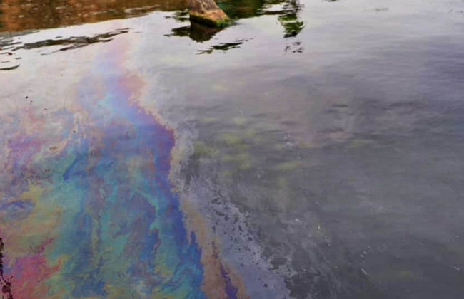 Утечка нефти из танкера Delfi: в море снова нашли мертвого дельфина, фото