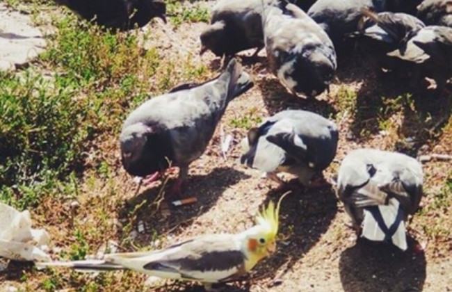 Свой среди чужих: в Киеве попугай жил с голубями, фото