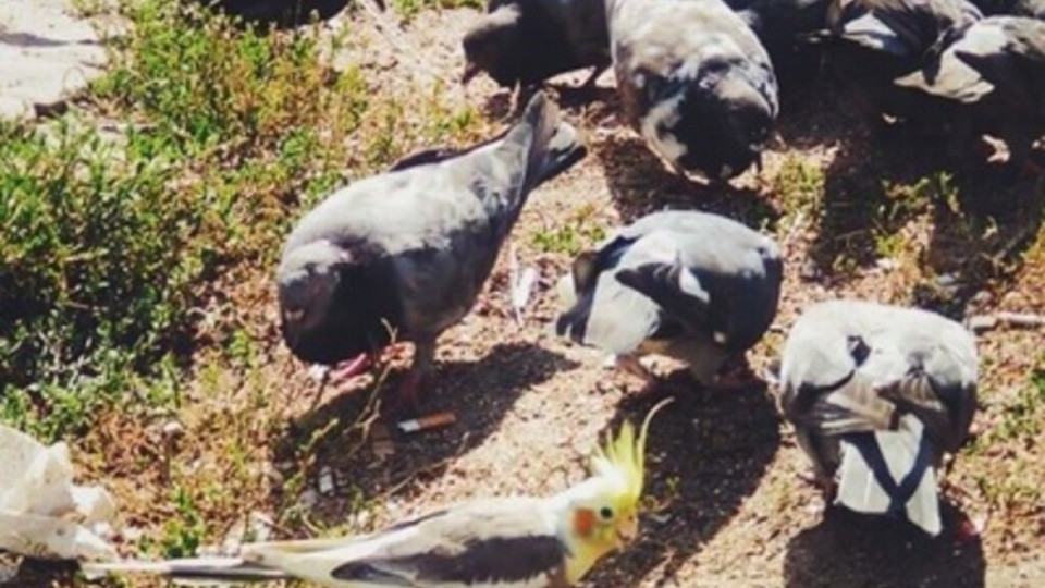Свой среди чужих: в Киеве попугай жил с голубями, фото
