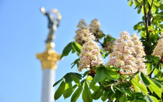 В Киеве вновь зацвели каштаны, фото