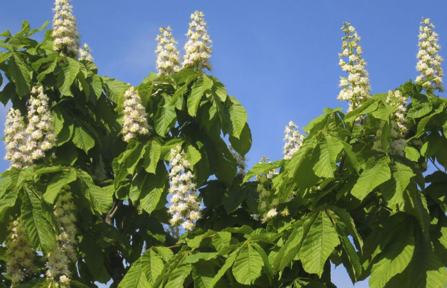 Чим пахне Київ: у міста каштанів тепер є власний аромат