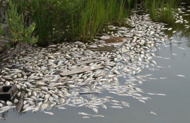 В реке под Киевом массово гибнет рыба