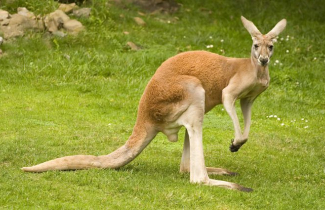 Под Киевом из зоопарка сбежал кенгуру: подробности