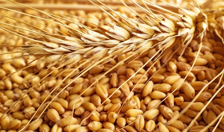 Спроба заволодіння 300 тоннами зерна — судитимуть посадовців державної корпорації
