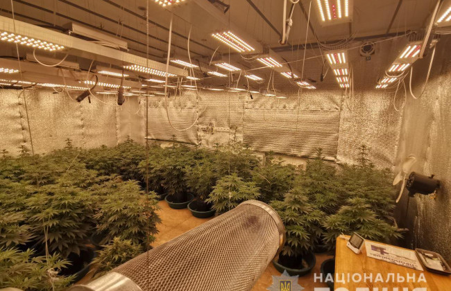 У Кривому Розі чоловік переховував марихуану вартістю 1,5 мільйона гривень