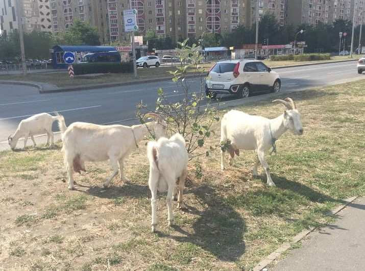 Залезают на машины и объедают деревья: по Киеву бродит стадо коз, фото