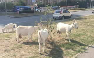 Залезают на машины и объедают деревья: по Киеву бродит стадо коз, фото
