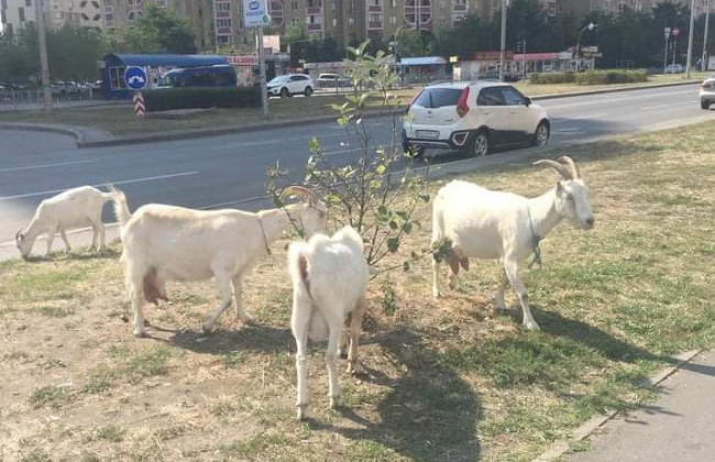 Залезают на машины и объедают деревья: по Киеву бродит стадо коз, фото