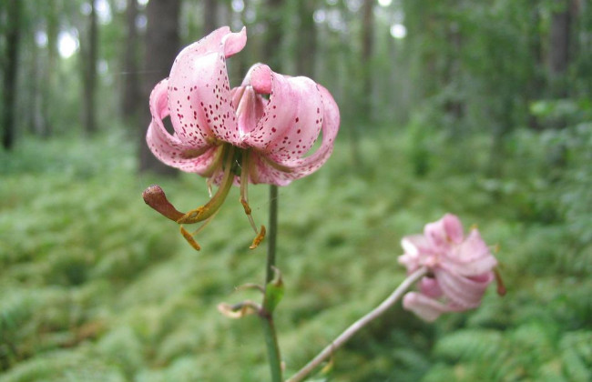 Возле Киева были замечены краснокнижные орхидеи