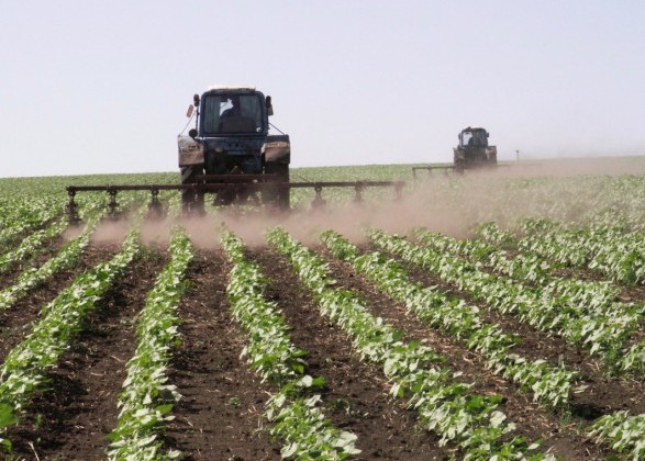 Китайці під Києвом нелегально вирощували сільськогосподарські культури