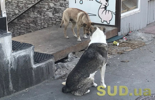 Жорстоко вбив собаку: у Києві покарали чоловіка