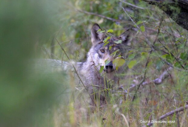 У Чорнобильській зоні поселилися вовки: фото лісових хижаків