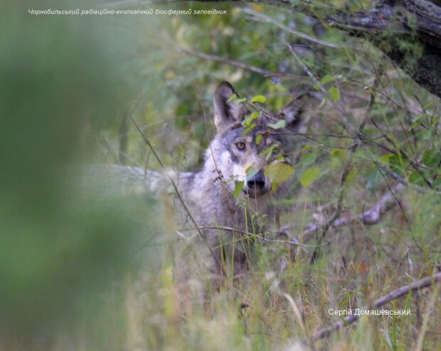 У Чорнобильській зоні поселилися вовки: фото лісових хижаків