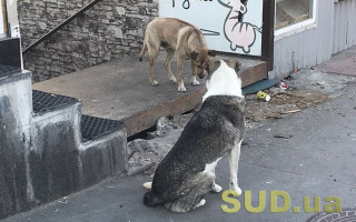 Жорстоко вбив собаку: у Києві покарали чоловіка