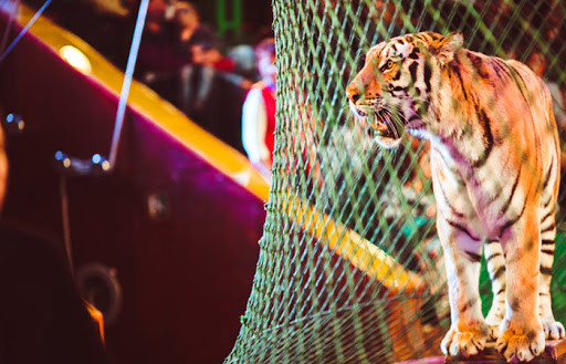 В Чехии планируют запретить цирки с животными на законодательном уровне
