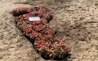 У Києві з’явилися незвичайні клумби у формі ступні: фото