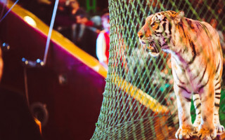 В Чехии планируют запретить цирки с животными на законодательном уровне