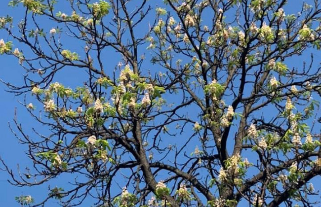 Погода радует: в Киеве повторно зацвели каштаны, фото