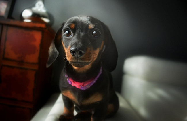 Киевлянина засудили за убийство собаки