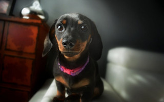 Киевлянина засудили за убийство собаки